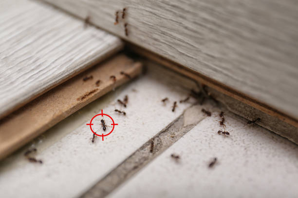 Best Emergency Pest Control  in Sturgis, MI
